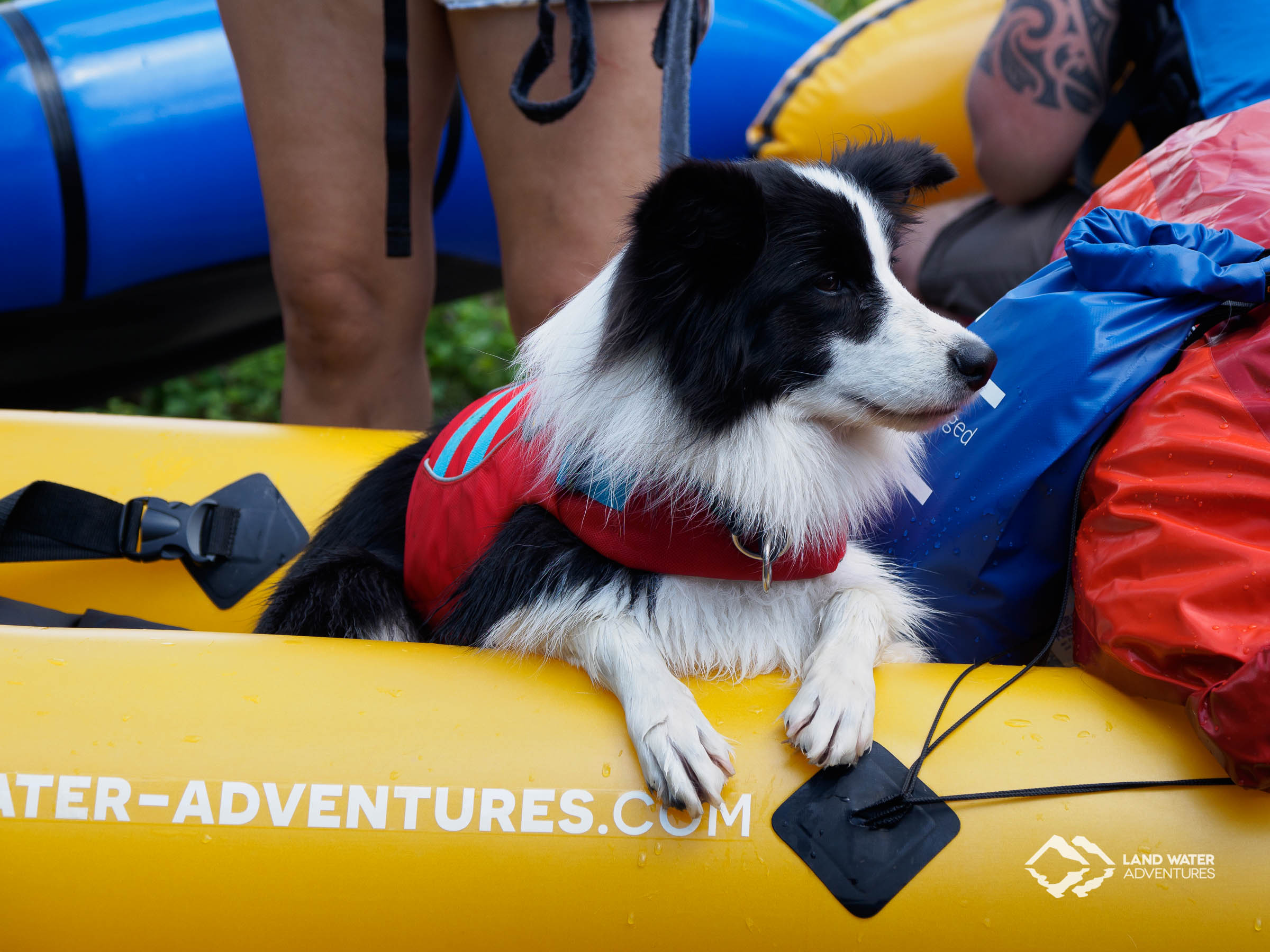 Packrafting dog at Nahe © Land Water Adventures