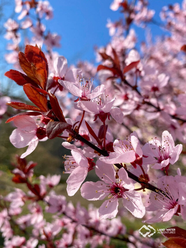 Frühlingsblüten im Hunsrück © Land Water Adventures