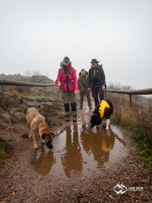 Drei Personen mit schweren Rucksäcken im Nebel, vor ihnen trinken zwei Hunde aus einer Pfütze