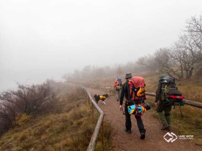 Durch den Nebel auf dem Rotenfelskamm wandern drei Personen und ihre Hunde