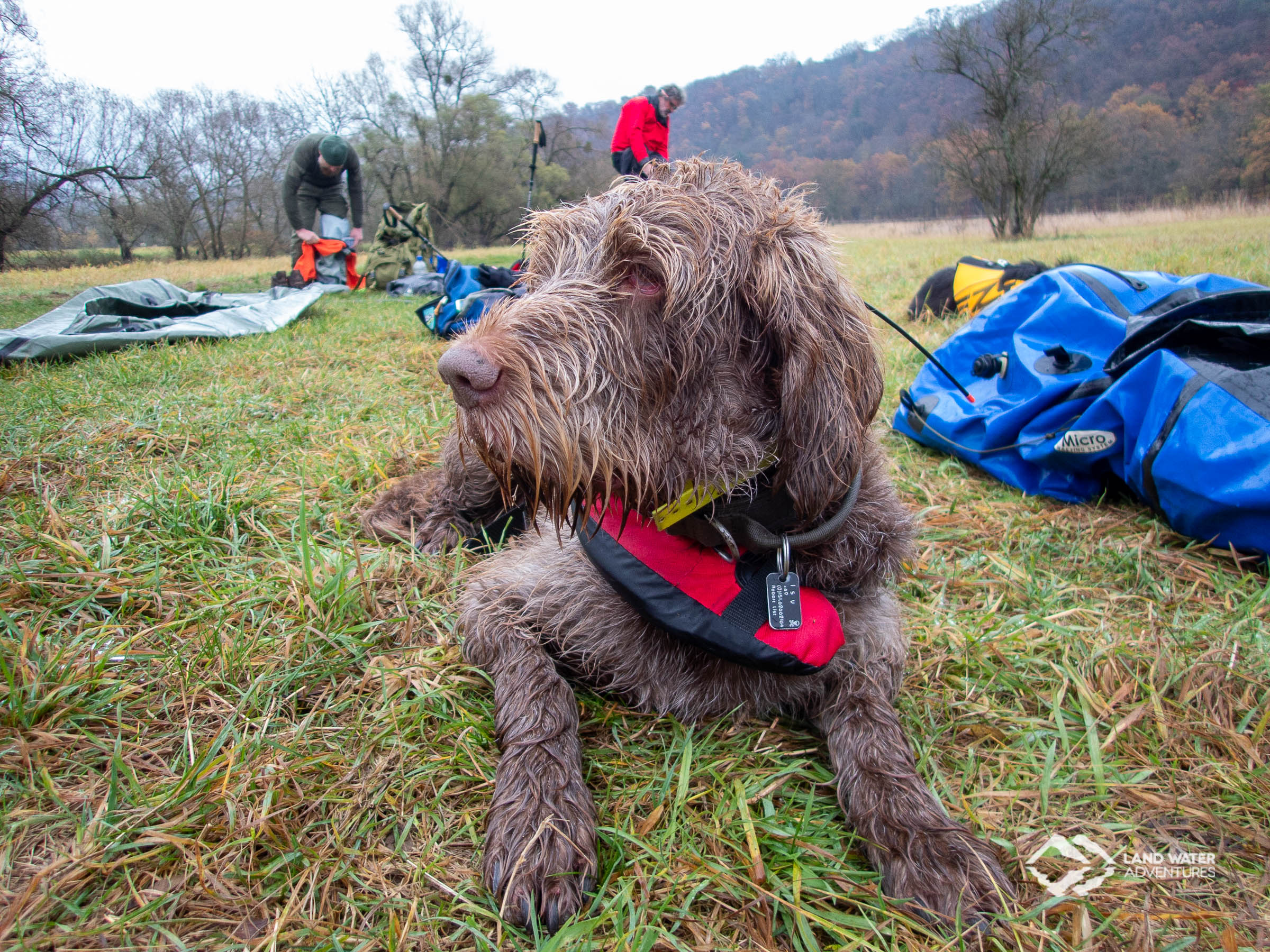 Hund auf der Wiese während des Packraft-Aufbaus