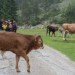 Tierische Begegnungen beim Packrafting in Tirol © Land Water Adventures