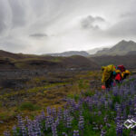 Lupine und isländische Landschaft im Regen © Land Water Adventures